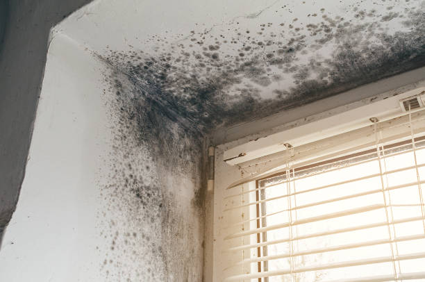 Affordable Mold Cleanup solutions in Manistee, MI